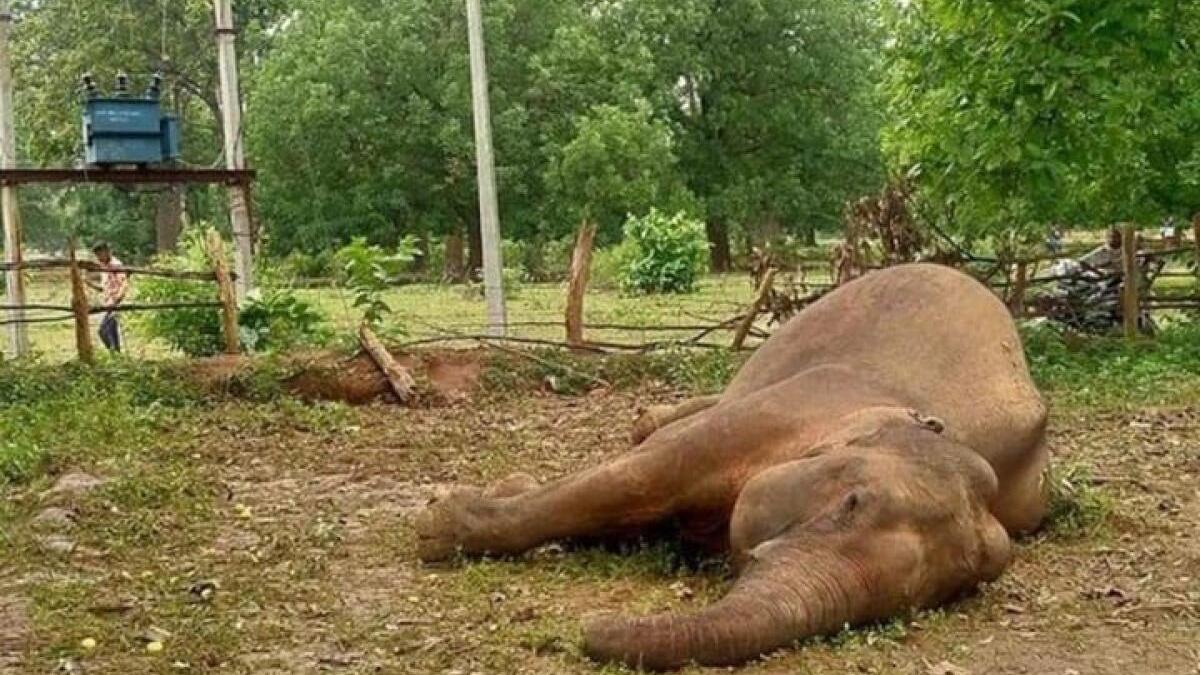 Power lines kill two-thirds of elephants in Andhra Pradesh's Chittoor district