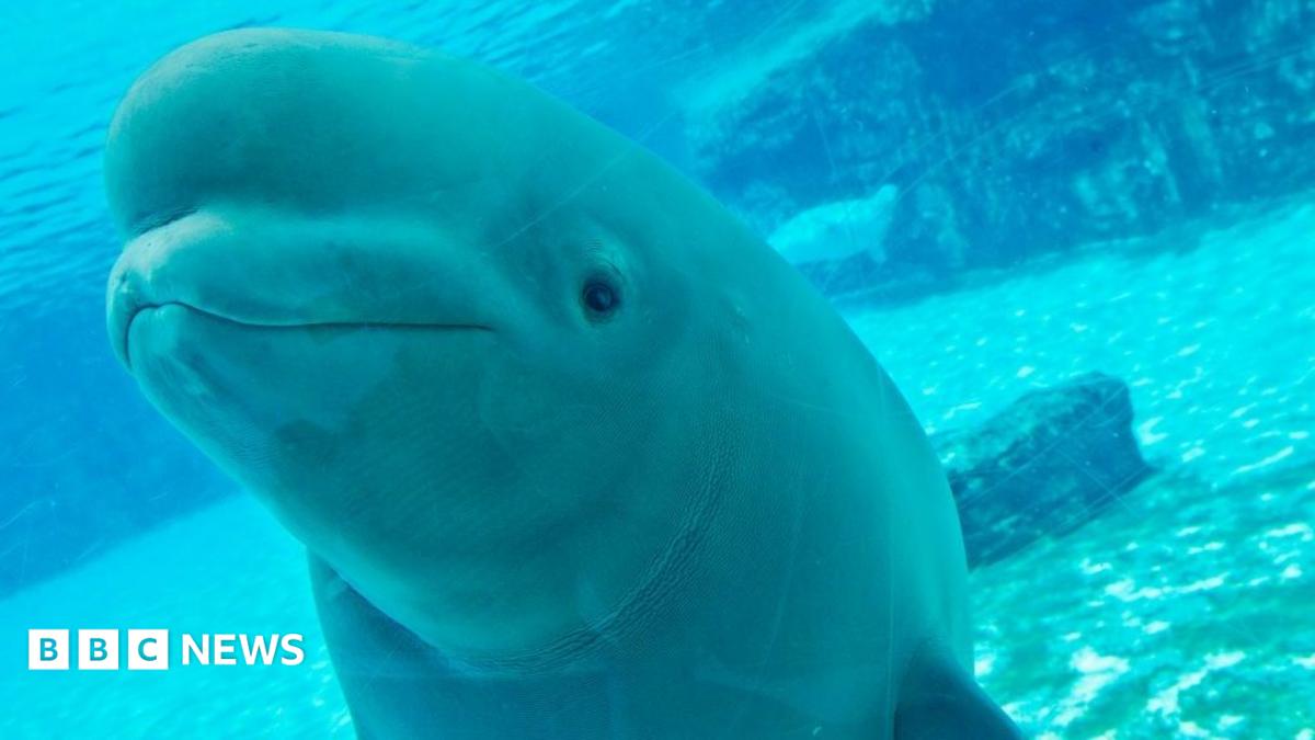 Canada's rescued belugas face uncertain future after deaths