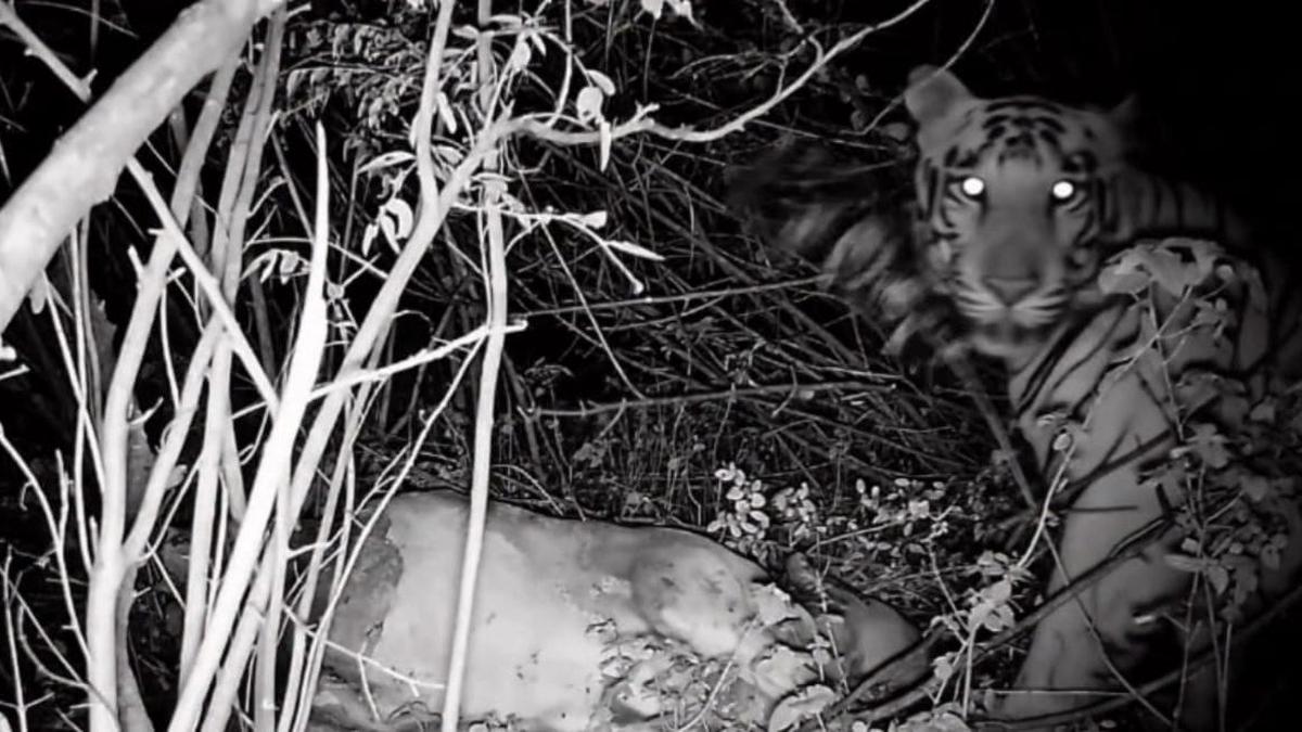Tiger spotted in Karnataka after 50 years in rare forest sighting