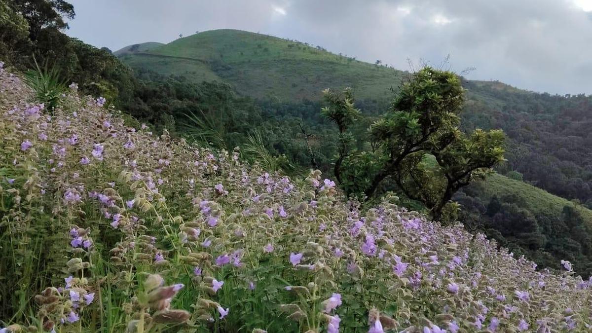 Rare blue-violet flowers draw trekkers to Kudremukh Hills