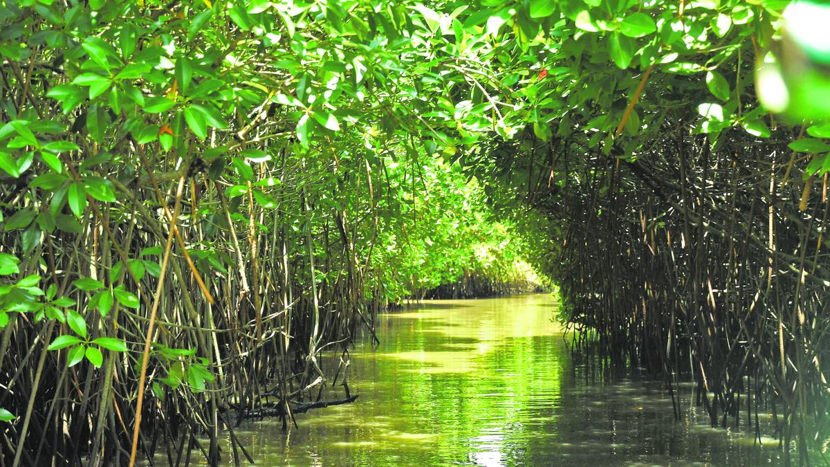 Pichavaram mangroves valued at ₹2,485 crore for ecosystem services