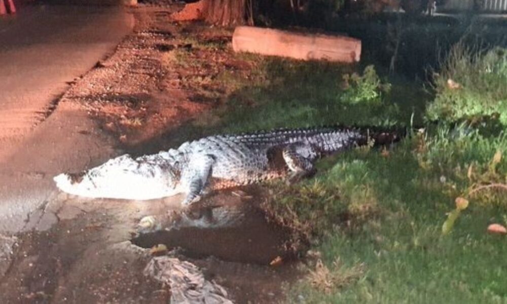 Large crocodile spotted on busy Colombo road near Karadiyana Bridge