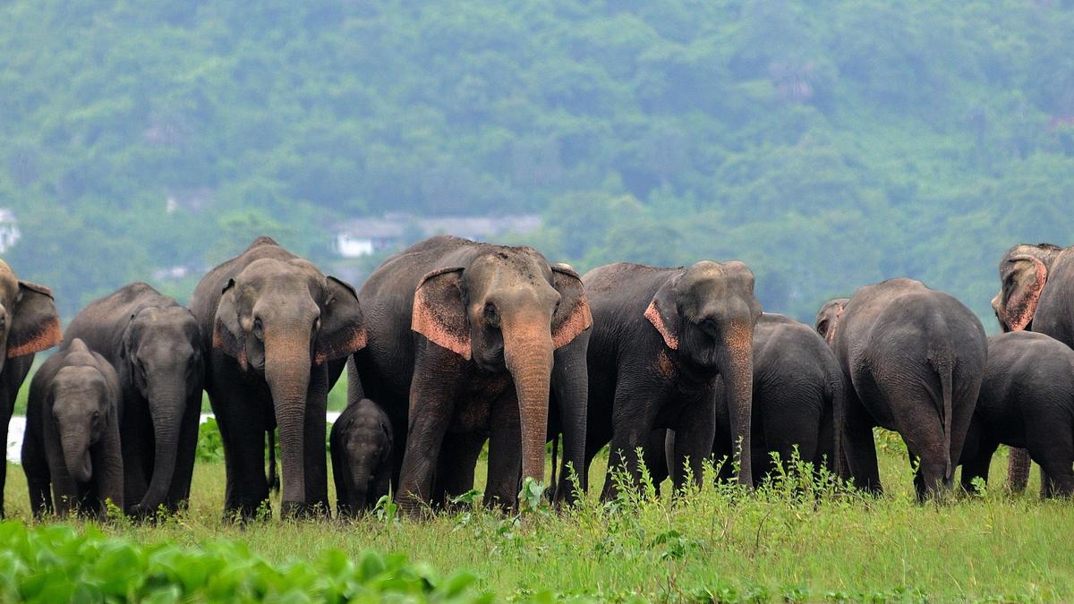 Assam uses invasive plants to restore elephant habitats in innovative conservation project