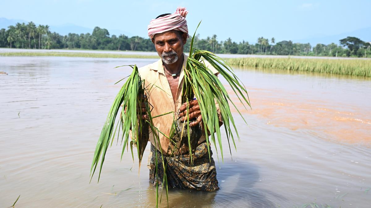 Andhra Pradesh floods devastate crops, damage thousands of kilometres of roads