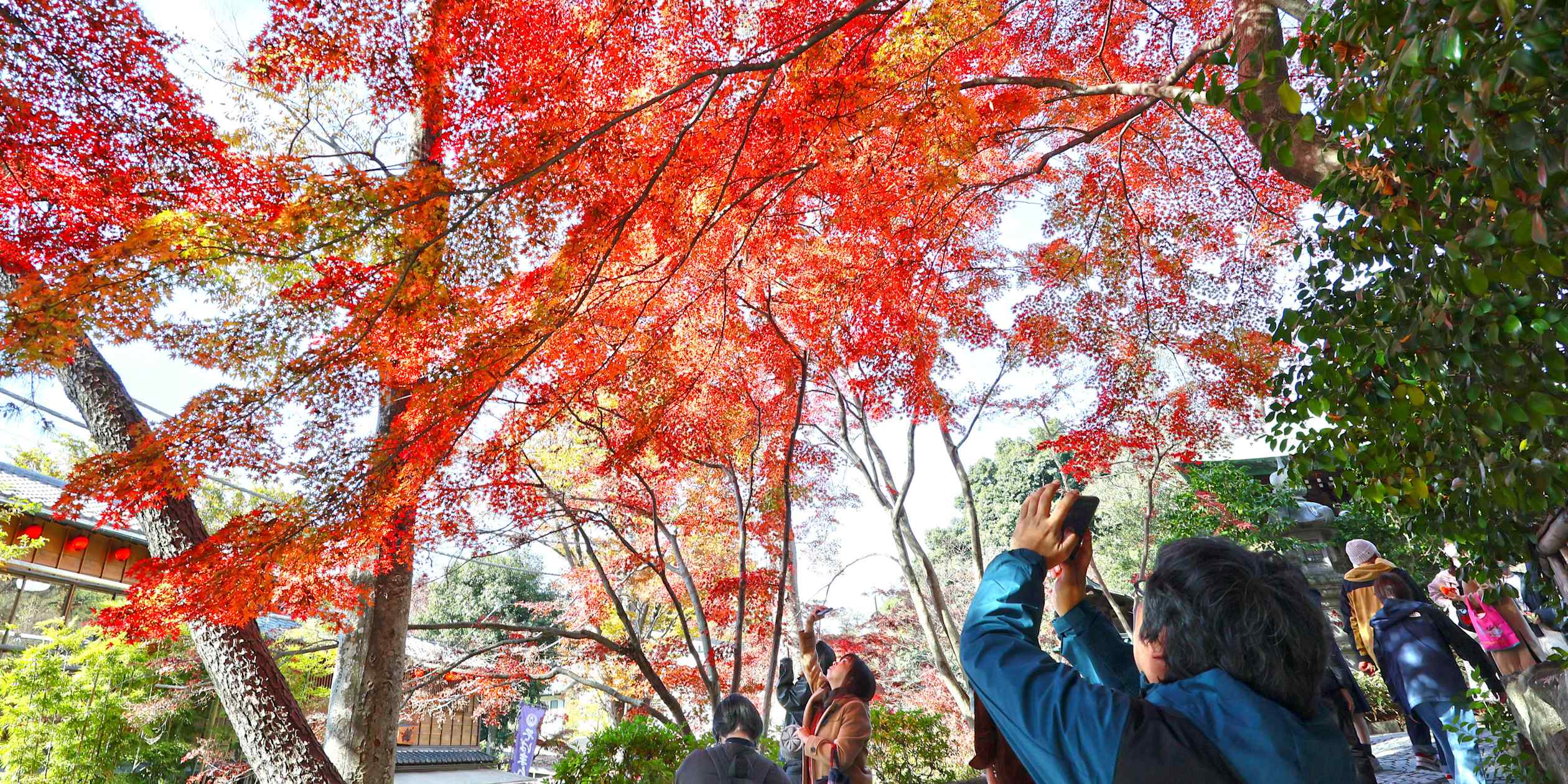 Japan's autumn foliage forecast pushed back as persistent warmth delays seasonal shift