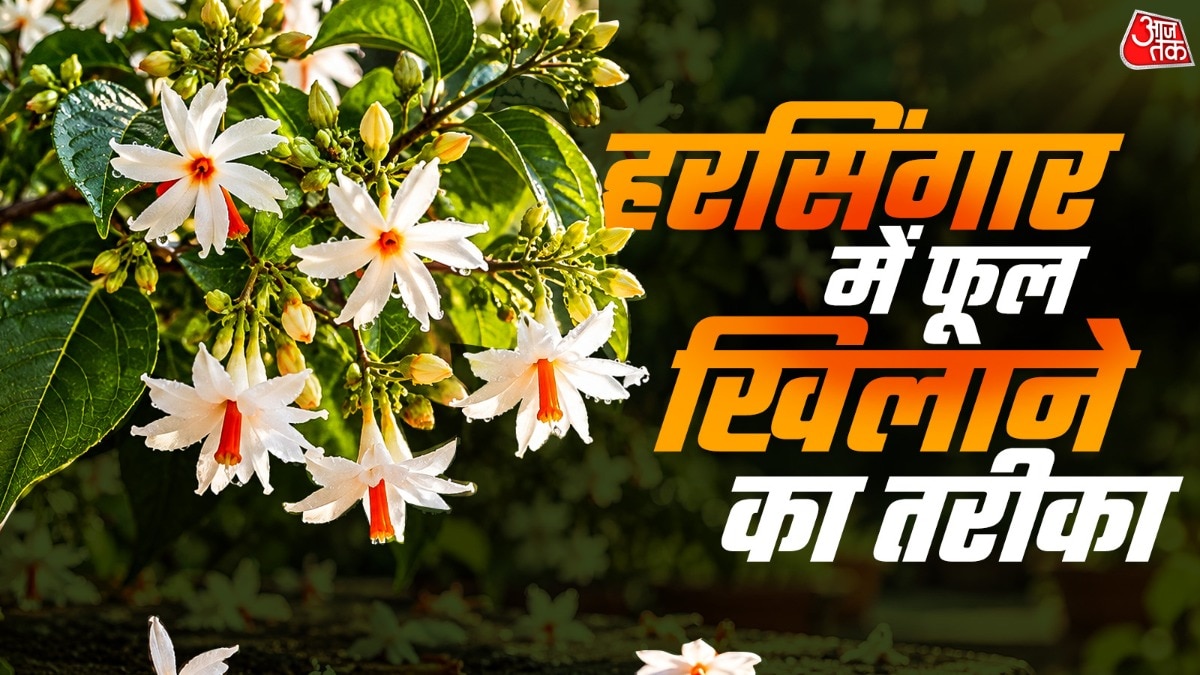 Common care mistakes may explain lack of blooms on night-flowering jasmine plants