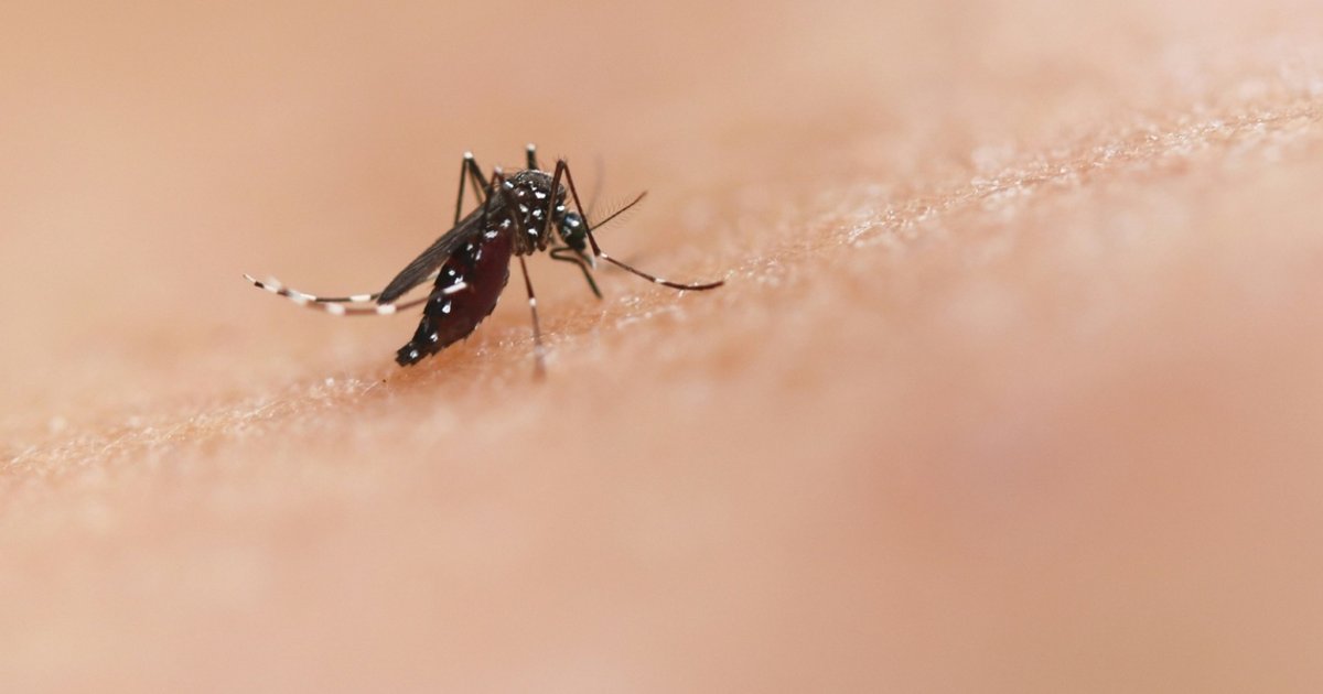 Scientists identify gene controlling yellow fever mosquito mating