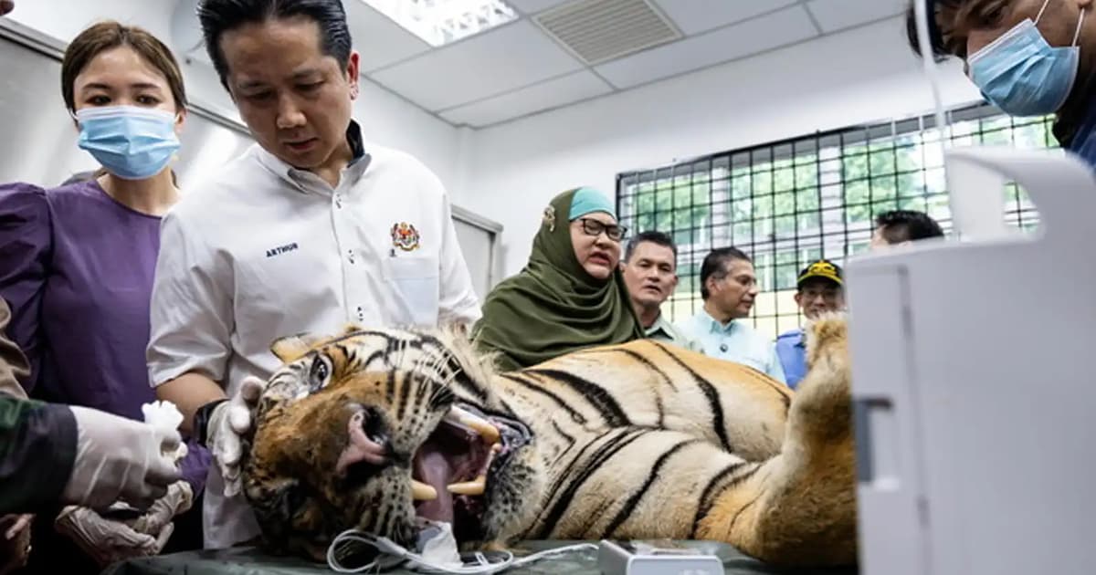 Harimau Yong Choh Bakal Dilepaskan ke Alam Liar Bulan Depan