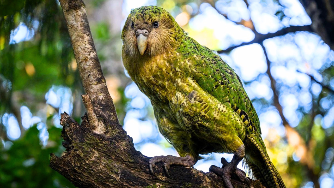 New Zealand's Kakapo Parrot Population Rebounds Dramatically After Conservation Push