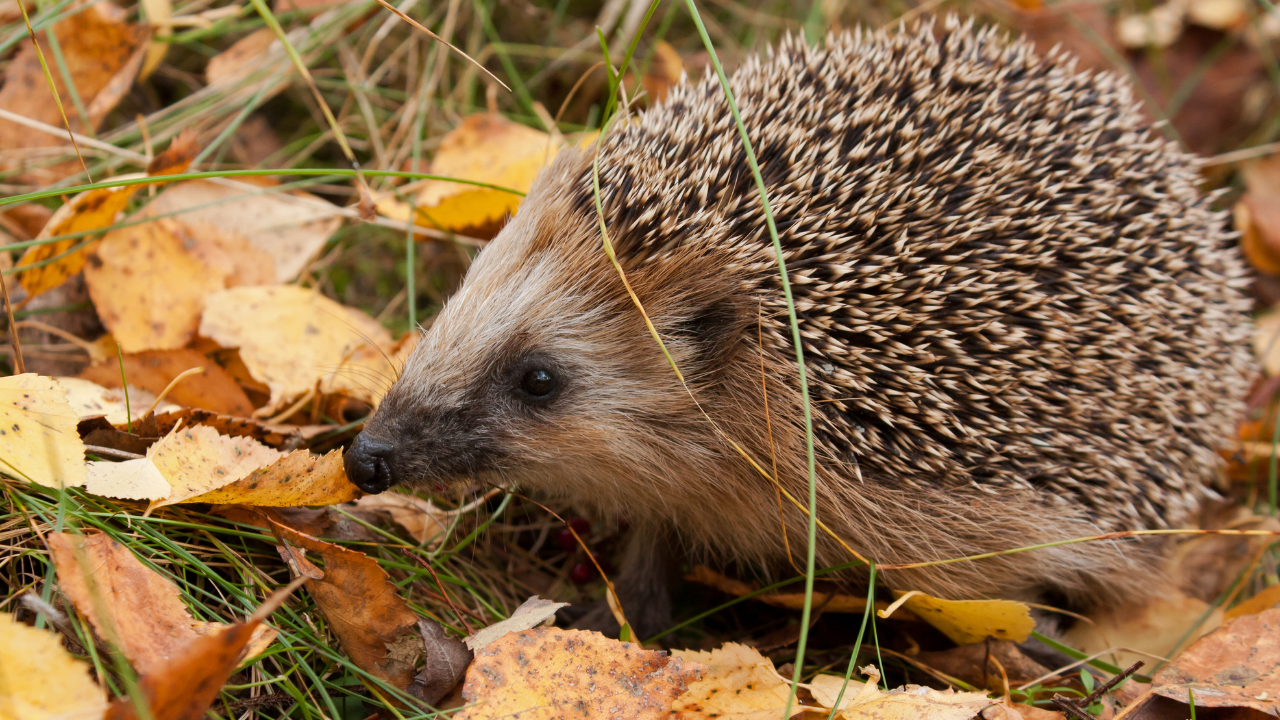 New Zealand's Hedgehog Problem: How a 19th-Century Pest Solution Backfired