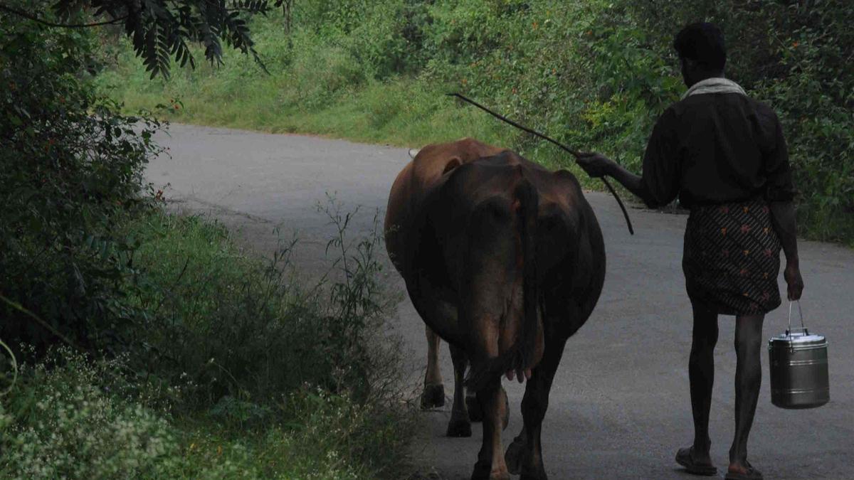 केरल सरकार तीन वर्षों में दैनिक दुग्ध उत्पादन एक करोड़ लीटर तक पहुंचाने का लक्ष्य