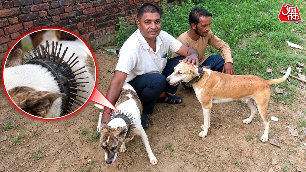 बिजनौर में तेंदुए के खतरे से बचाव के लिए कुत्तों को पहनाई कांटेदार बेल्ट
