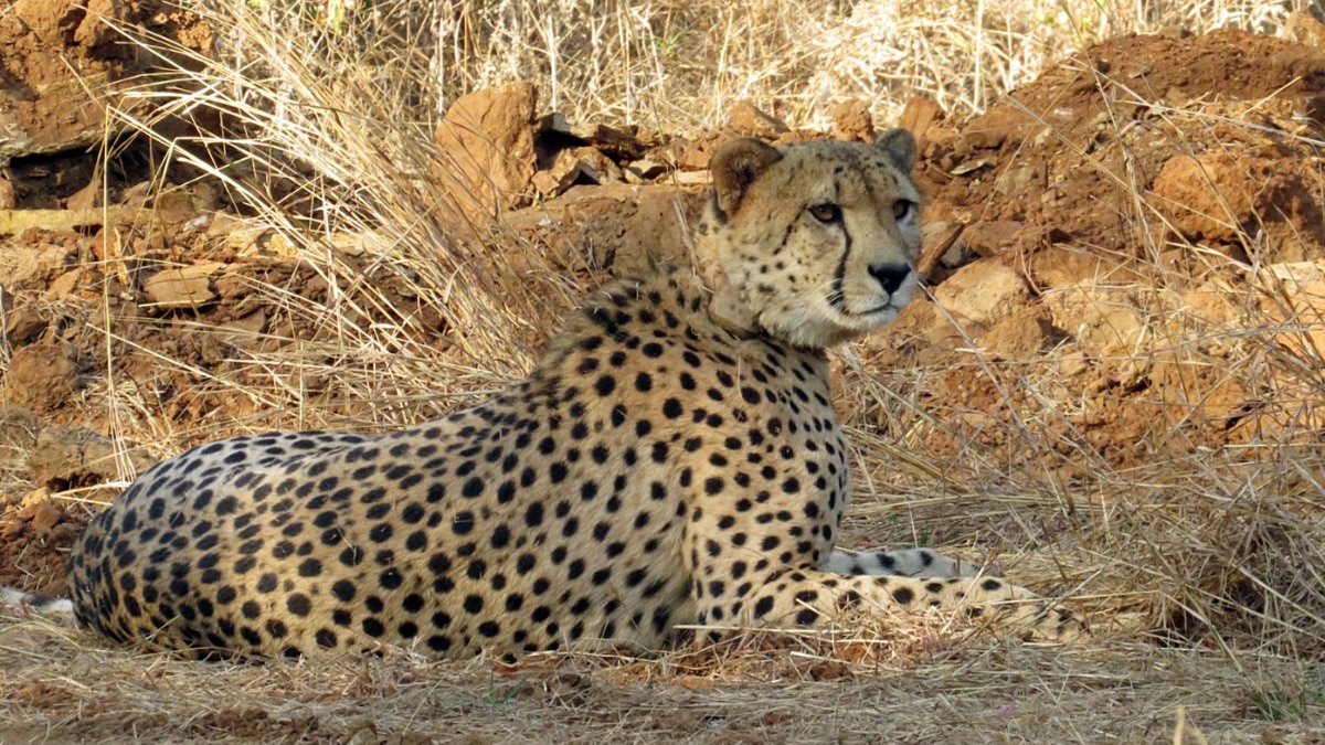 Injured cheetah discovered near Kuno as officials launch investigation