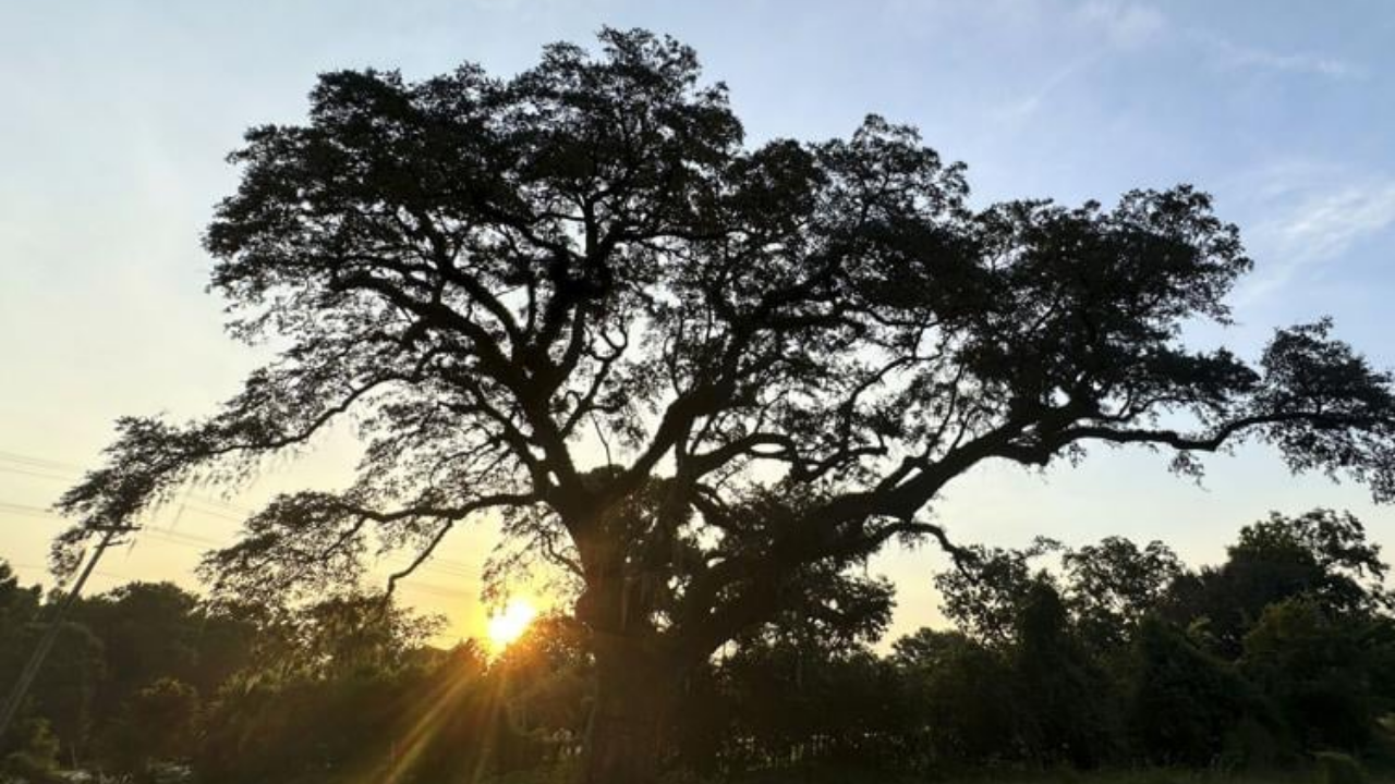 Historic live oak tree undergoes restoration near US Revolutionary War site