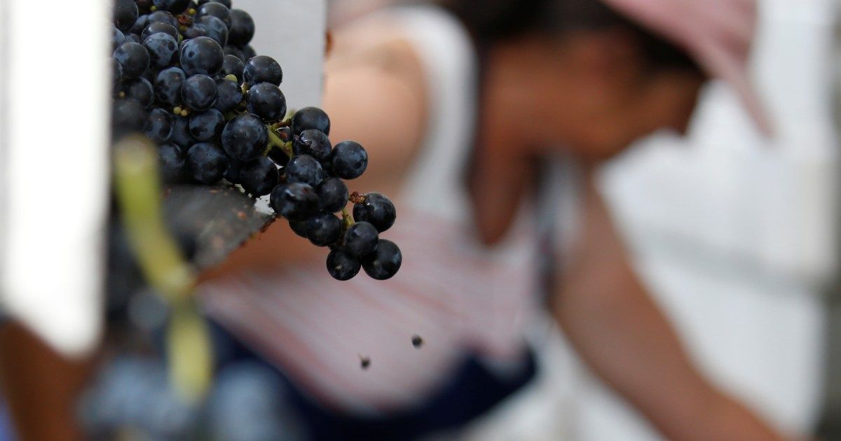 Wildfires threaten France's wine production as nation faces multiple crises