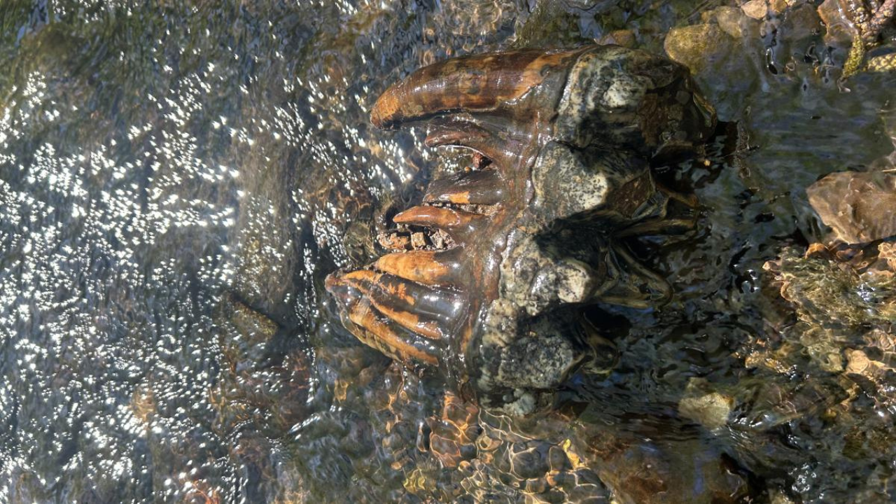 Researcher discovers rare creek fossil through online image search