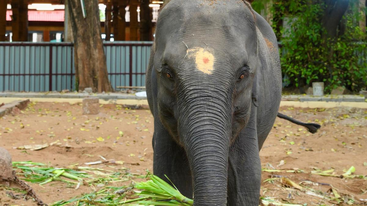 Animal welfare groups demand transparency on Assam elephants' Tamil Nadu transfer