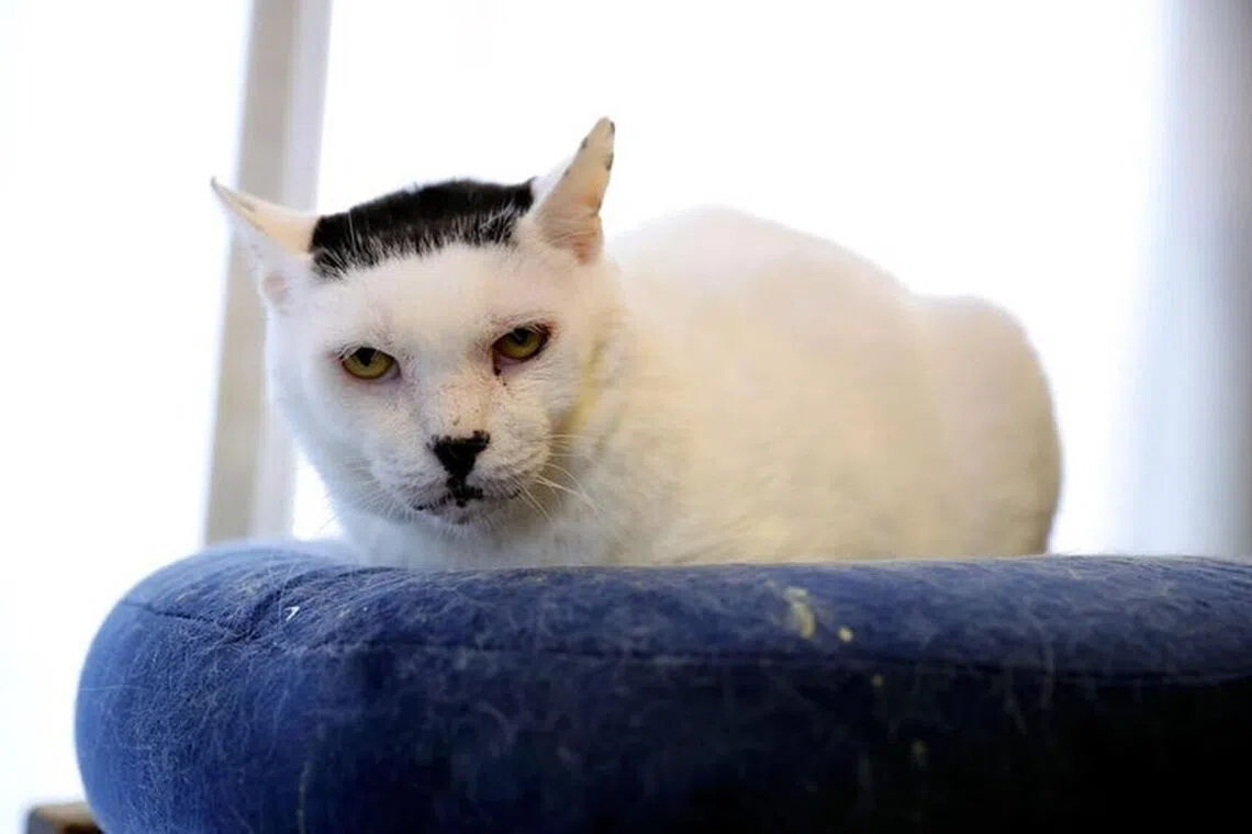 Japan's feline social media sensation passes away