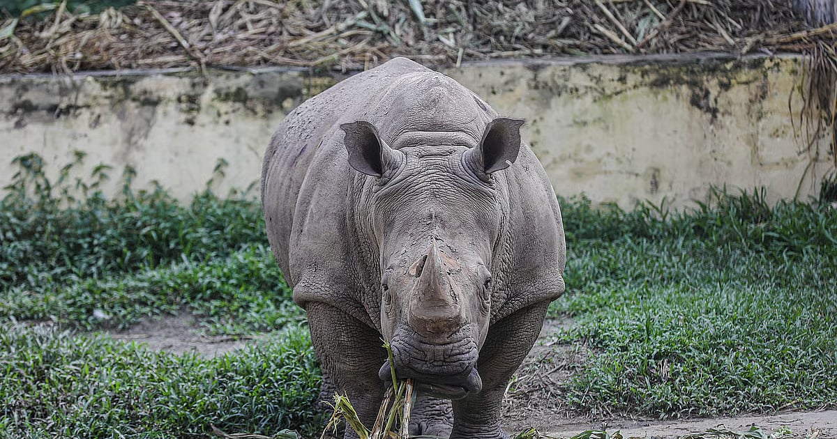 Zoo animals endure prolonged solitude as companionship remains elusive