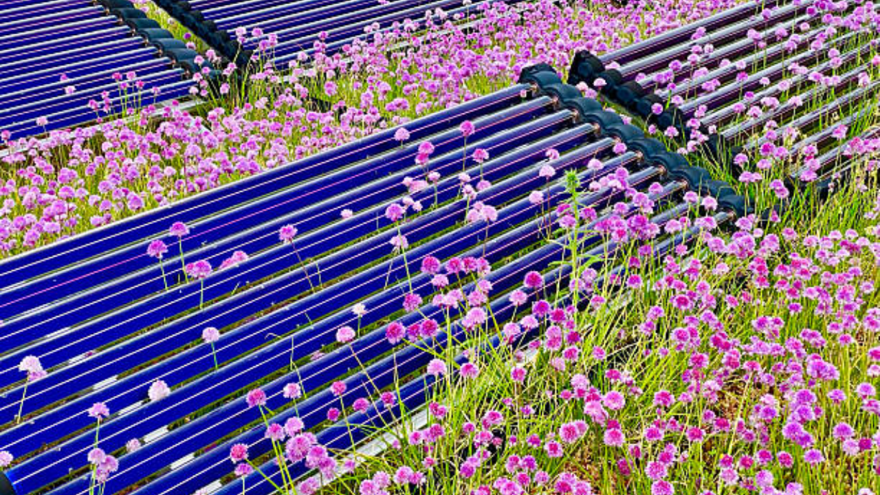 Solar panels boost saffron yield in pioneering agrivoltaics experiment