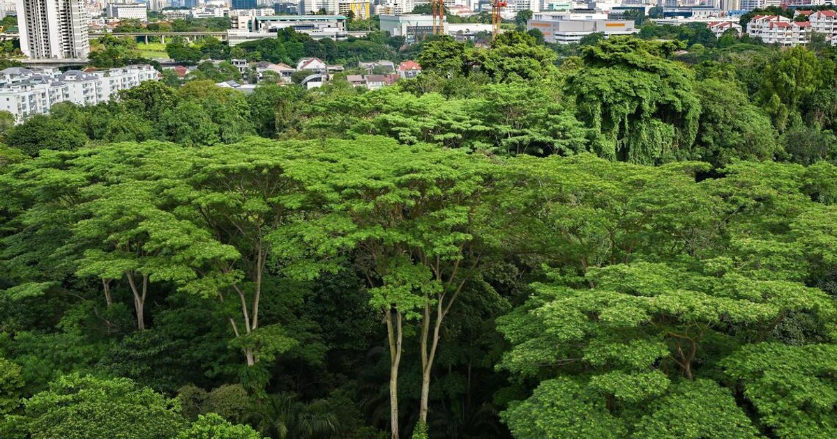 Revised Maju, Gillman plans strike better balance between growth and nature
