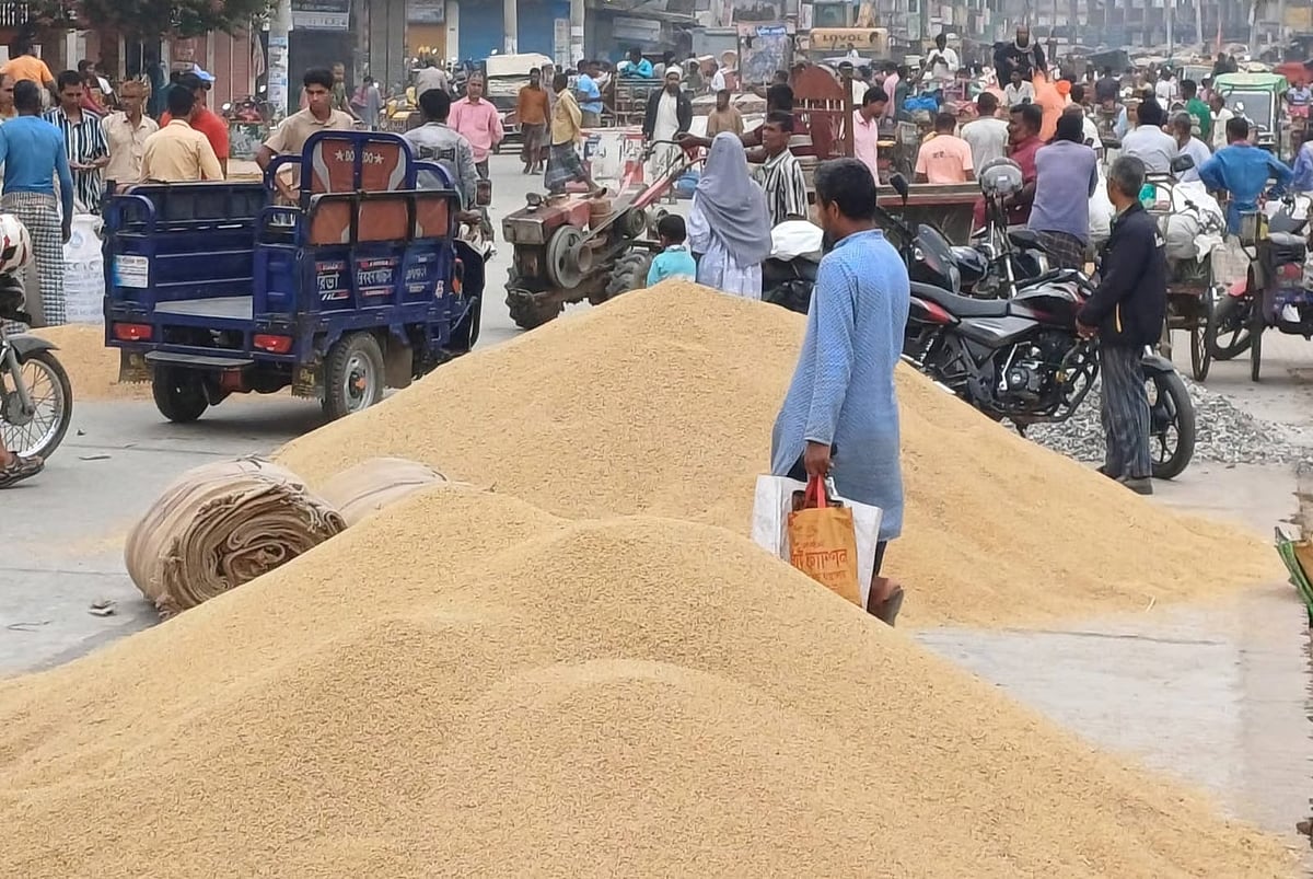 Paddy prices plummet as farmers struggle to recover production costs