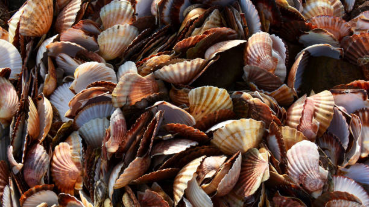 Japanese village transforms scallop waste into superior safety helmets