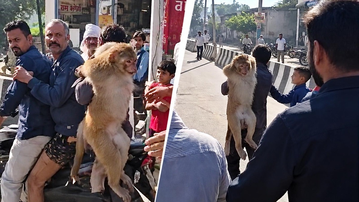 Bounty monkey captured in Haryana after biting over a dozen people