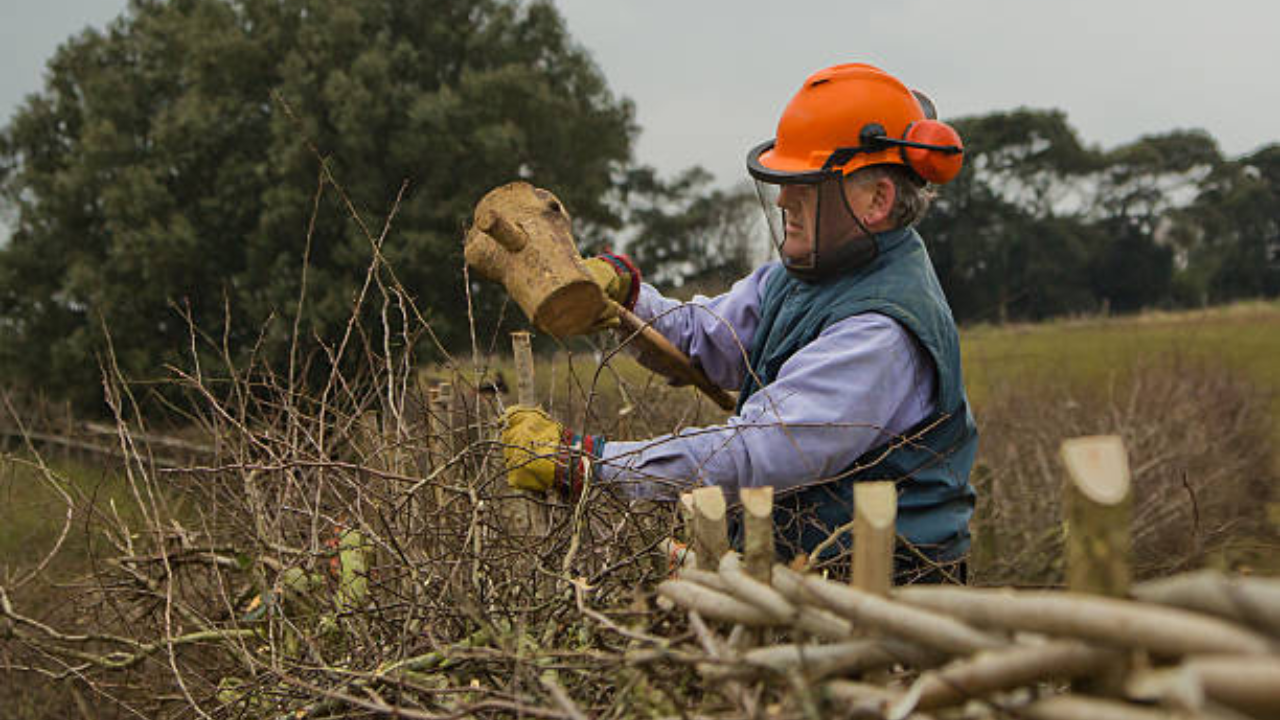 Traditional hedge-laying techniques see major revival among British farmers