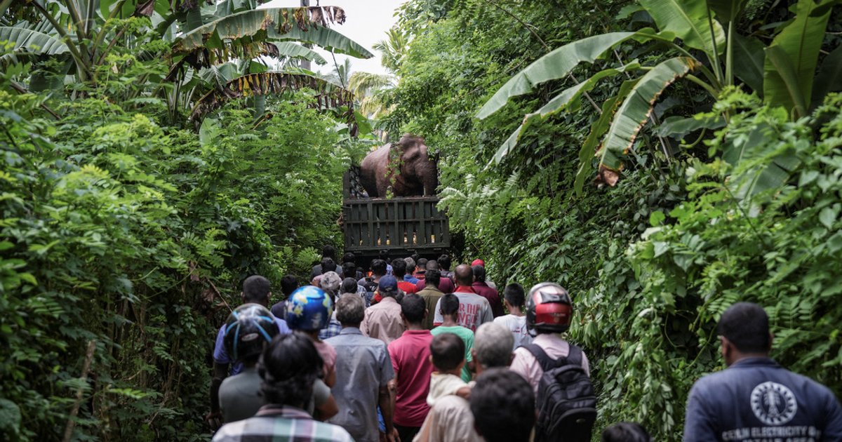 Sri Lanka battles mounting human-elephant conflict in shrinking forests