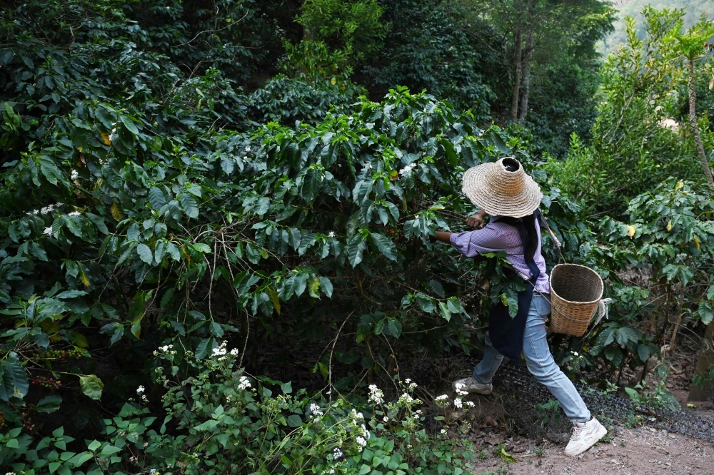 Pasukan GOF Sita Bibit Kopi Senilai RM1 Juta di Tanah Merah