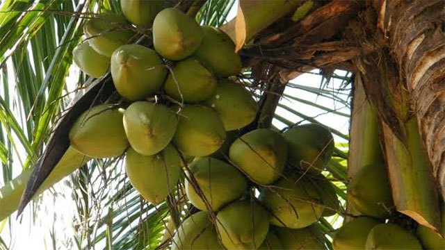 Global appetite for Sri Lankan agricultural products strengthens