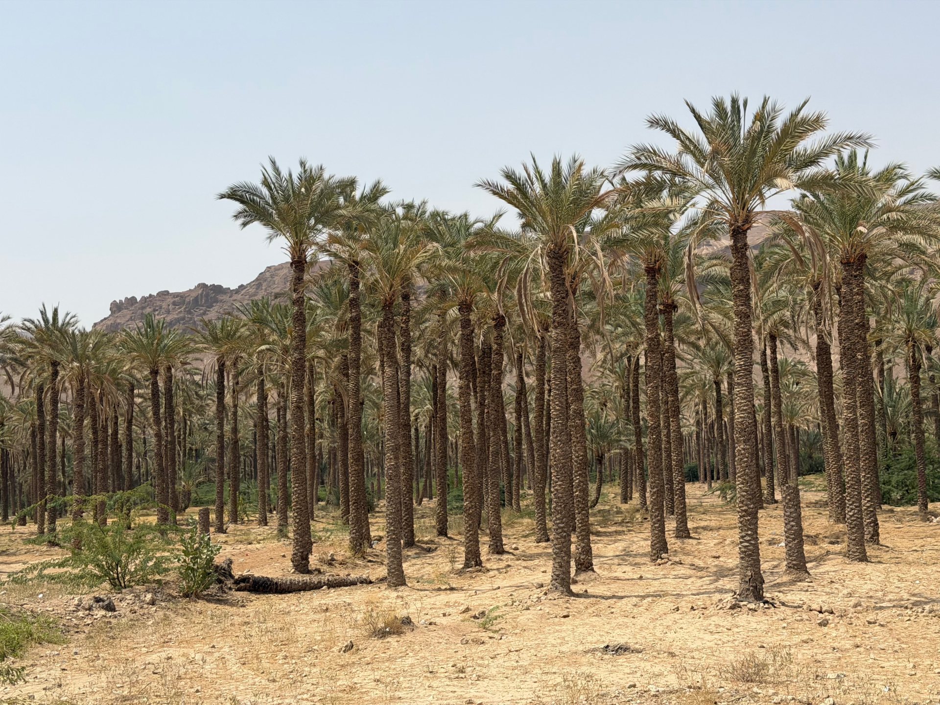 Yemen's farmers turn to date cultivation amid economic hardship