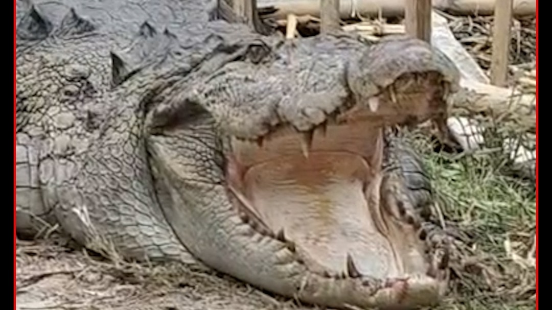 Large crocodile rescued from residential area in Bihar village