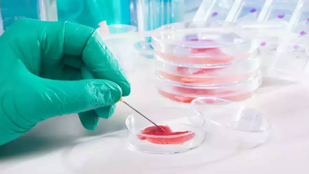 Scientists reverse cellular ageing, turning elderly cells biologically young