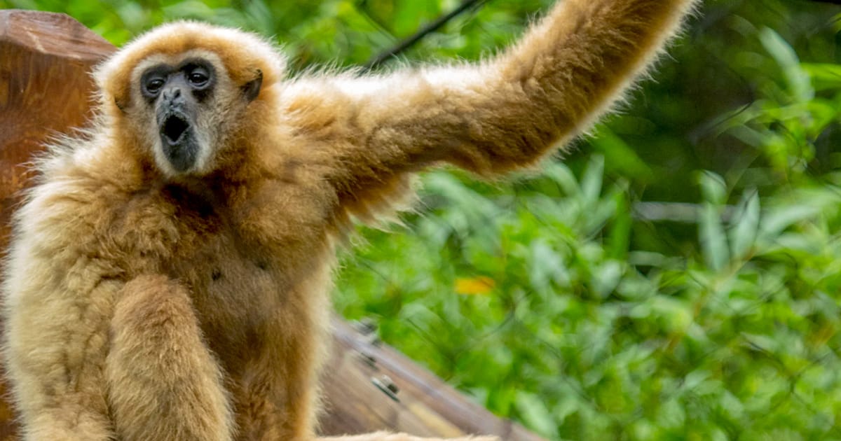 Bising Trafik Ubah Nyanyian Gibbon Malaysia, Kata Penyelidik USM