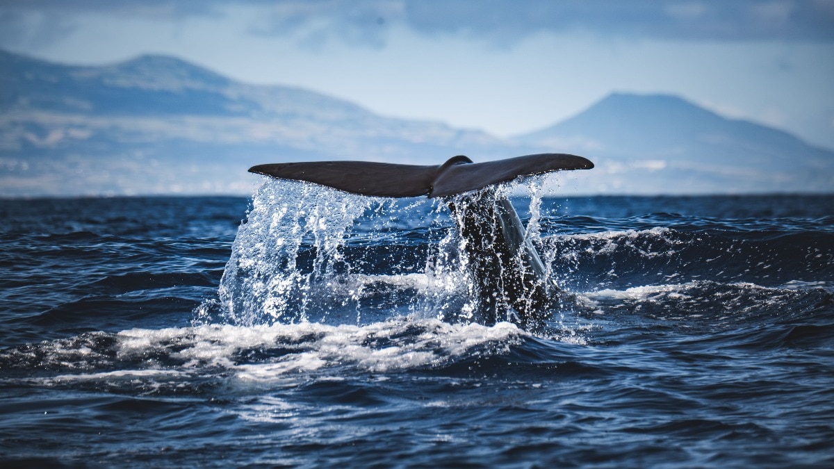 Sperm whale rams yacht in Pacific, raising questions about cetacean strength