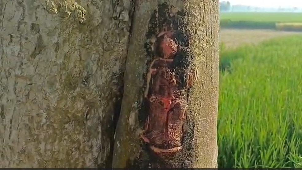 Tree trunks draw crowds in Bihar after resemblance to deity reported