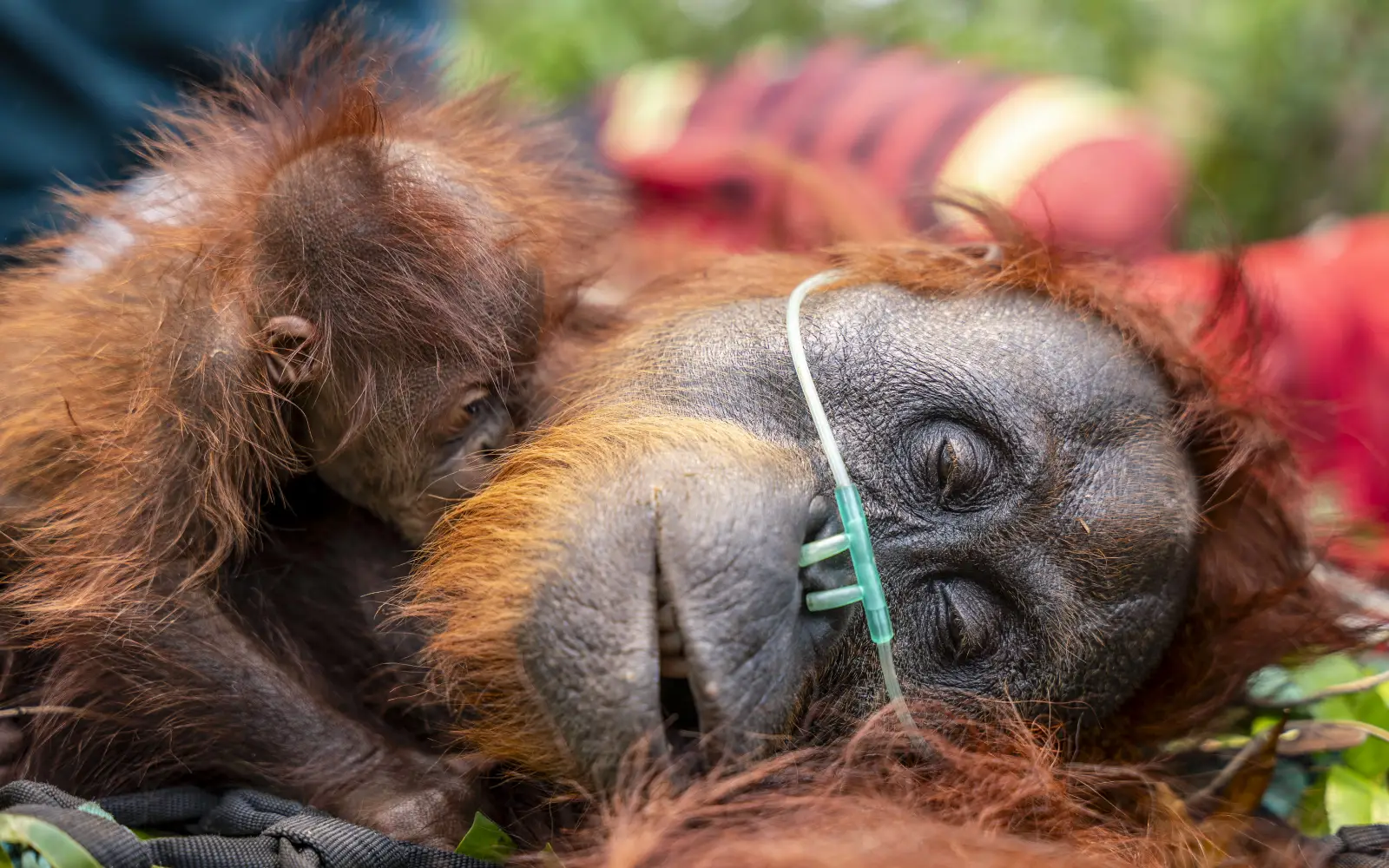 Induk orangutan dan anak berusia 10 bulan diselamatkan dari jerat di Kalimantan Tengah