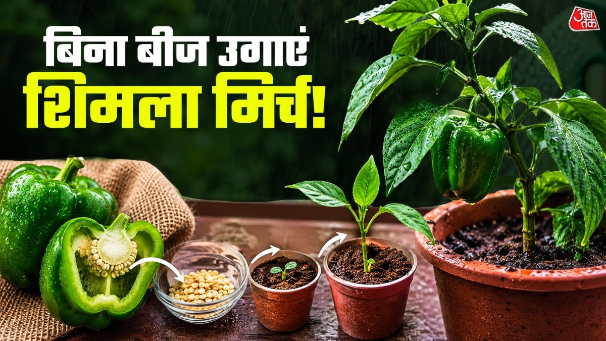 घर पर शिमला मिर्च उगाएं, 50-60 दिनों में मिलेगी फसल