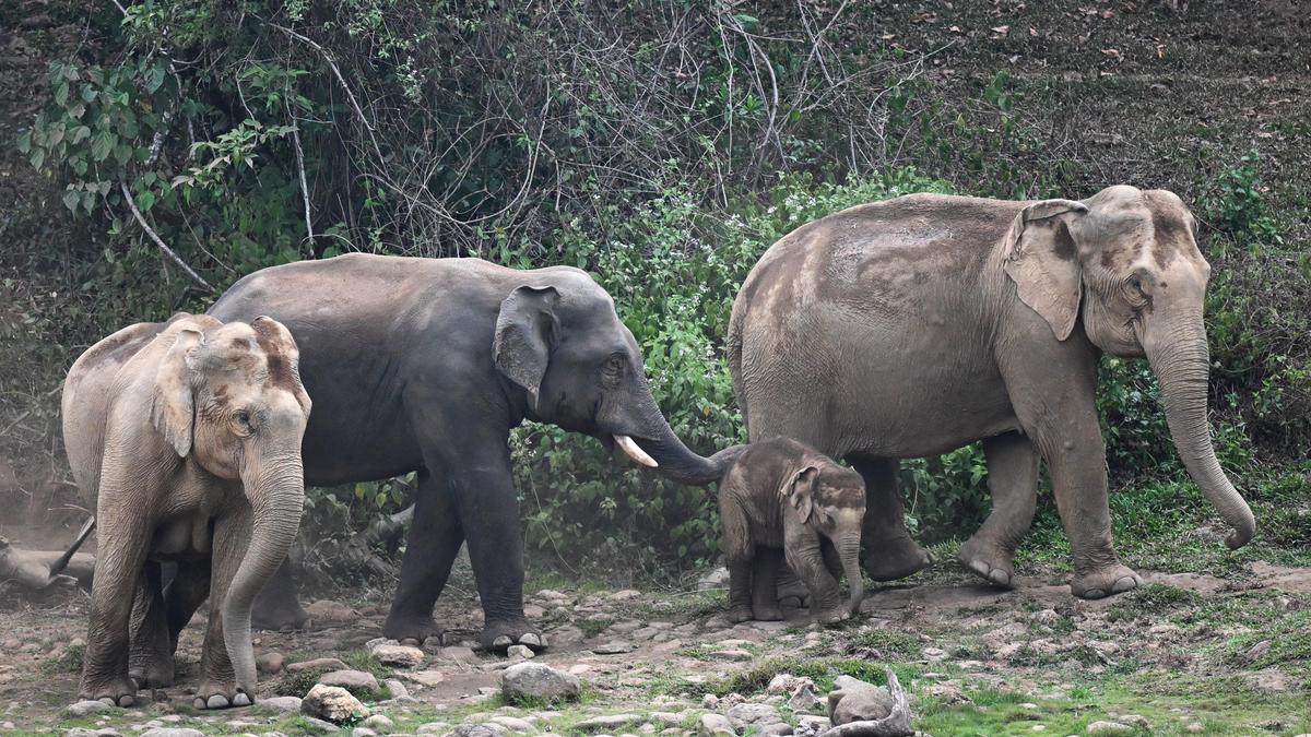 Kerala workers demand safety overhaul after elephant attack in Piravanthur