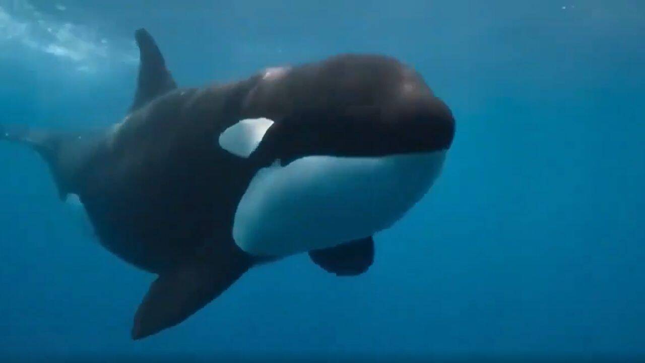 Spain investigates shotgun wounds on endangered Iberian orca matriarch