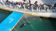 South Korean shark released to sea opts to stay in coastal canal