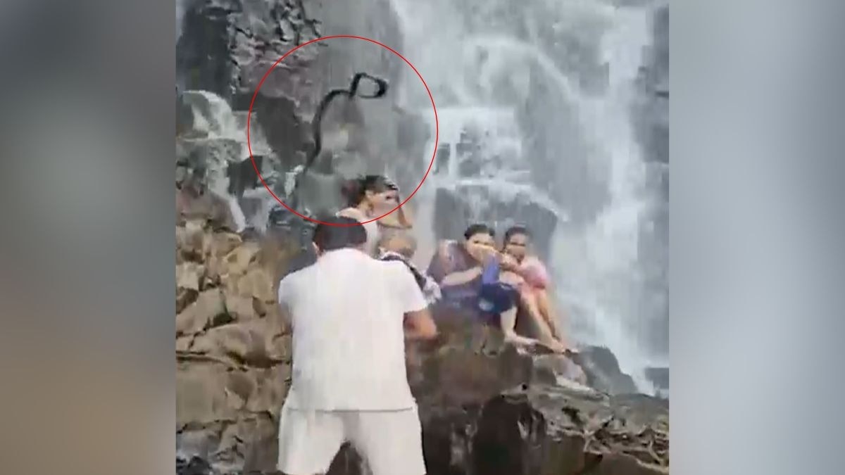 Snake Plummets Onto Tourists at Maharashtra Waterfall, Sparking Panic