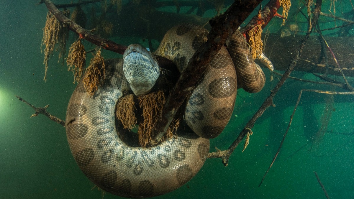 Green anaconda: Aquatic ambush predator despite massive size