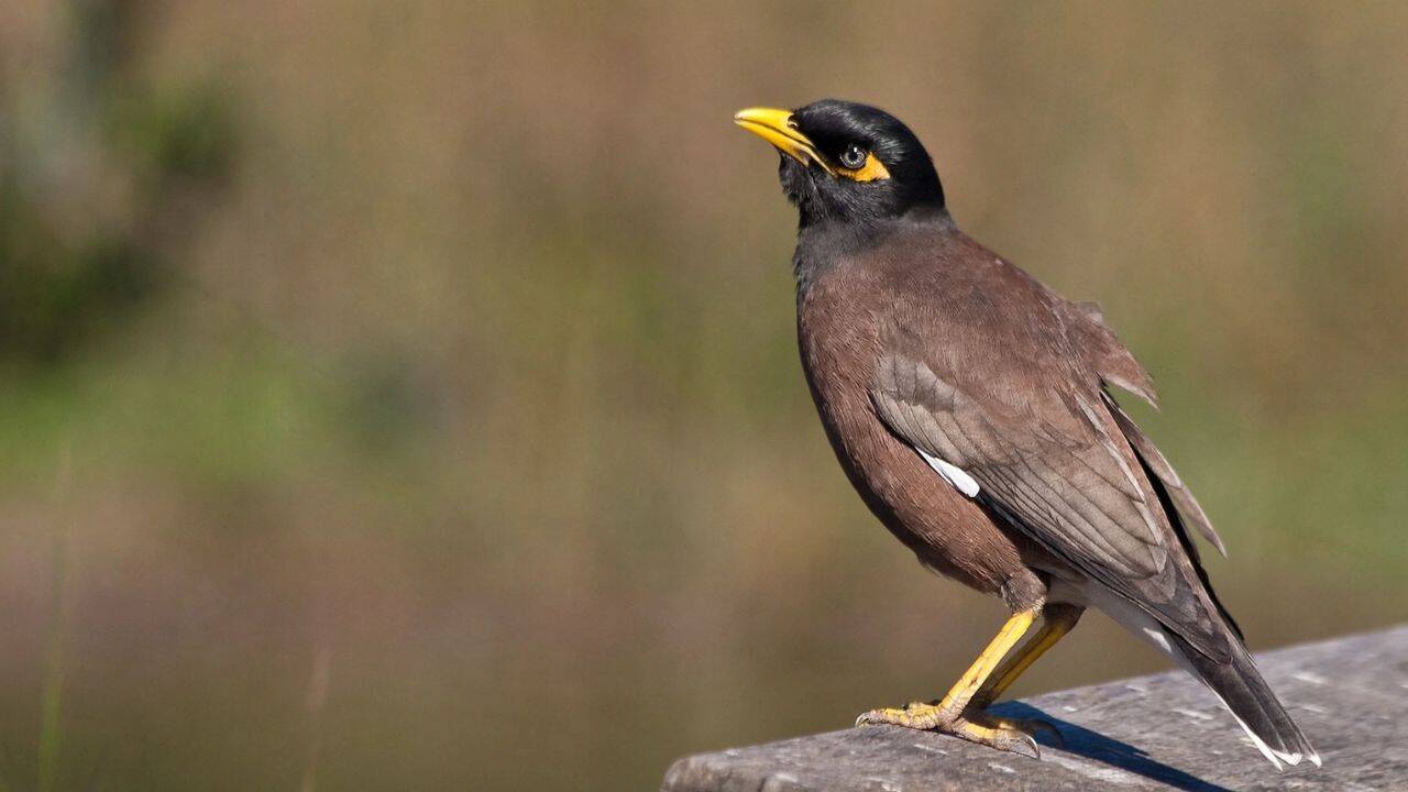 Introduced to solve pest crisis, mynas became ecological threat themselves