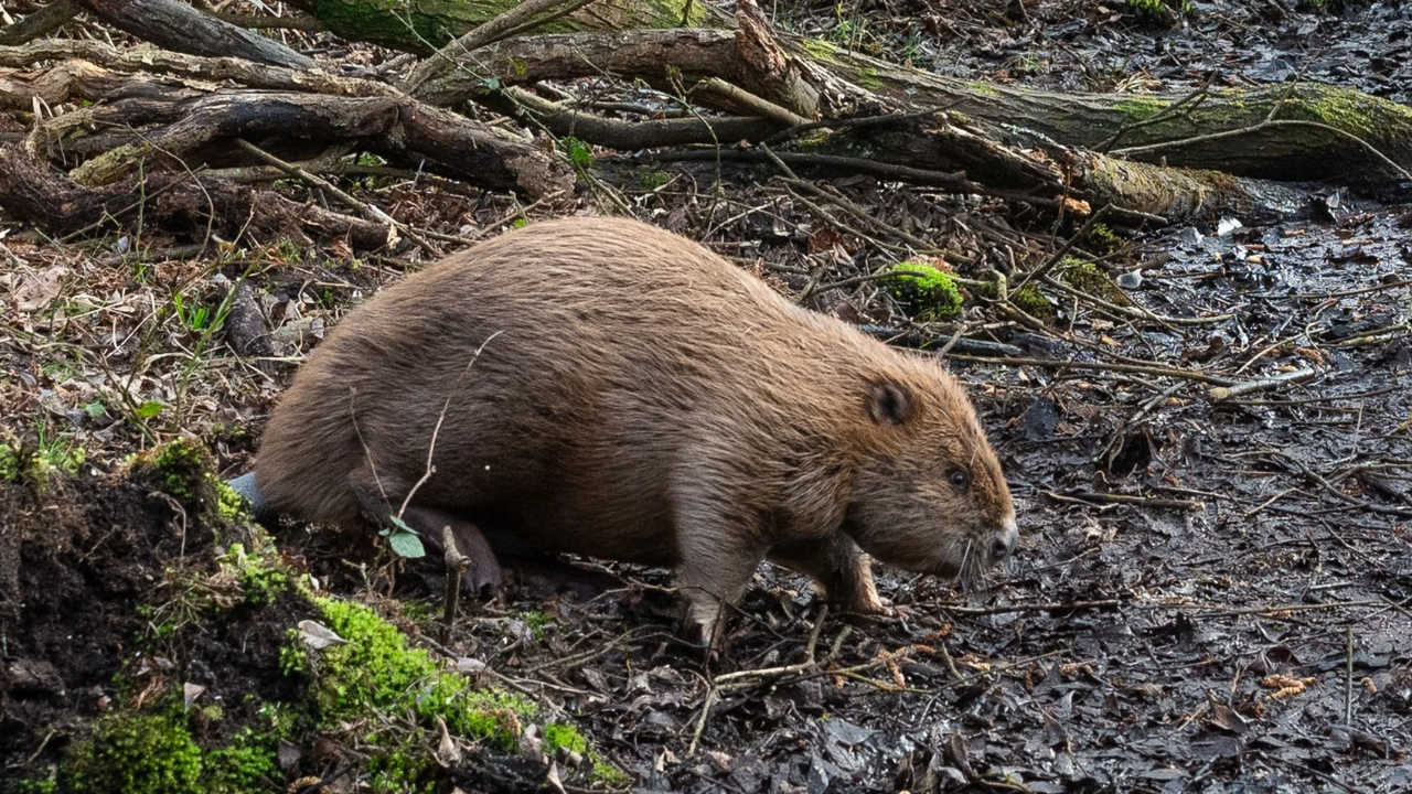 England's beaver reintroduction transforms Dorset woodland into thriving wetland