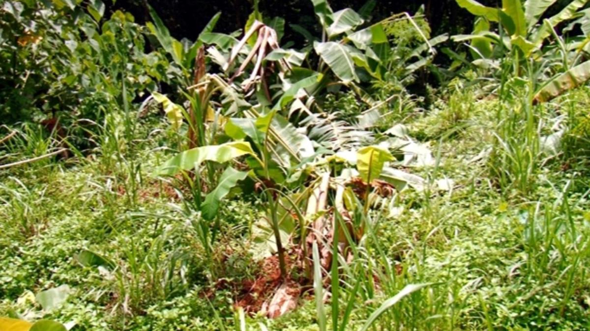 State to convene experts for human-wildlife conflict mitigation strategy