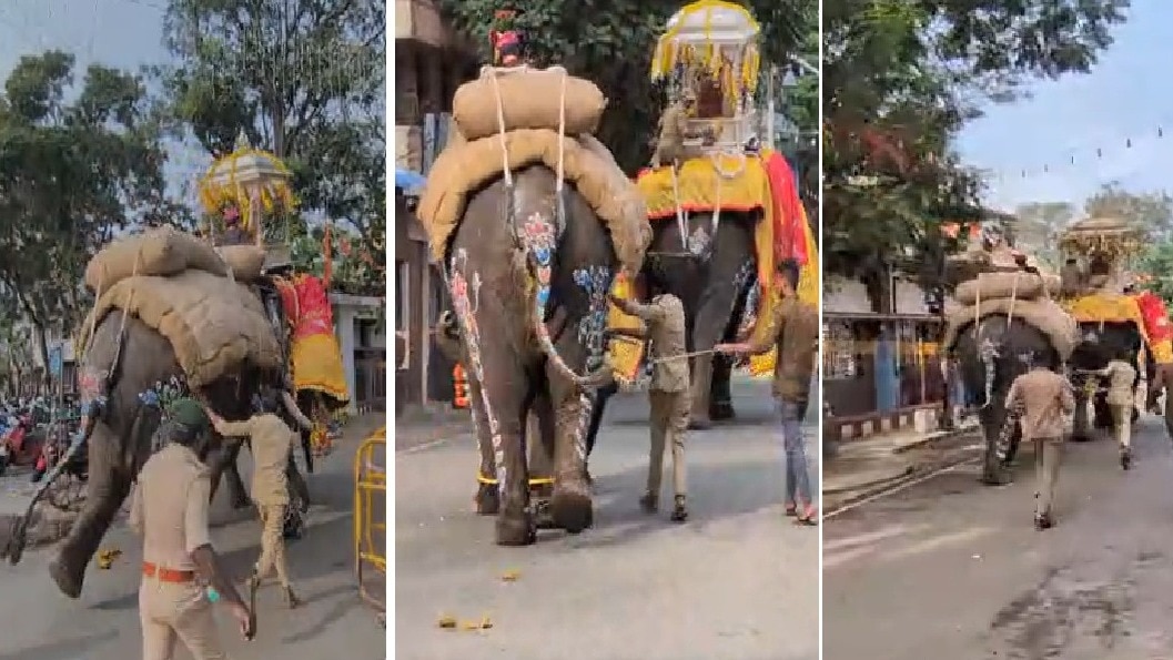 शिवमोग्गा के दशहरा जुलूस में हाथी ने मचाया उत्पात, पुलिस ने संभाली स्थिति
