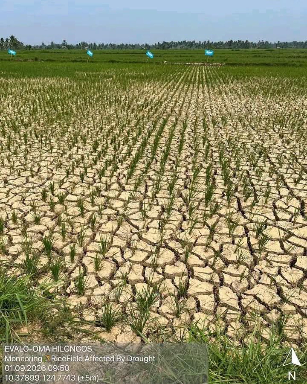 Eastern Visayas faces P300M farm losses from El Niño drought